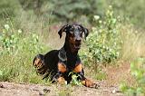 DOBERMANN 767